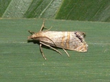 Euchromius gnathosellus